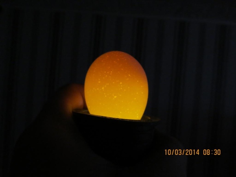 Яйцо на 14 день инкубации на овоскопе фото