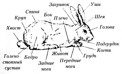 Внутреннее строение зайца. Отряд зайцеобразные строение. Строение тела зайцеобразных. Внешнее строение зайца беляка. Внутреннее строение зайца беляка.