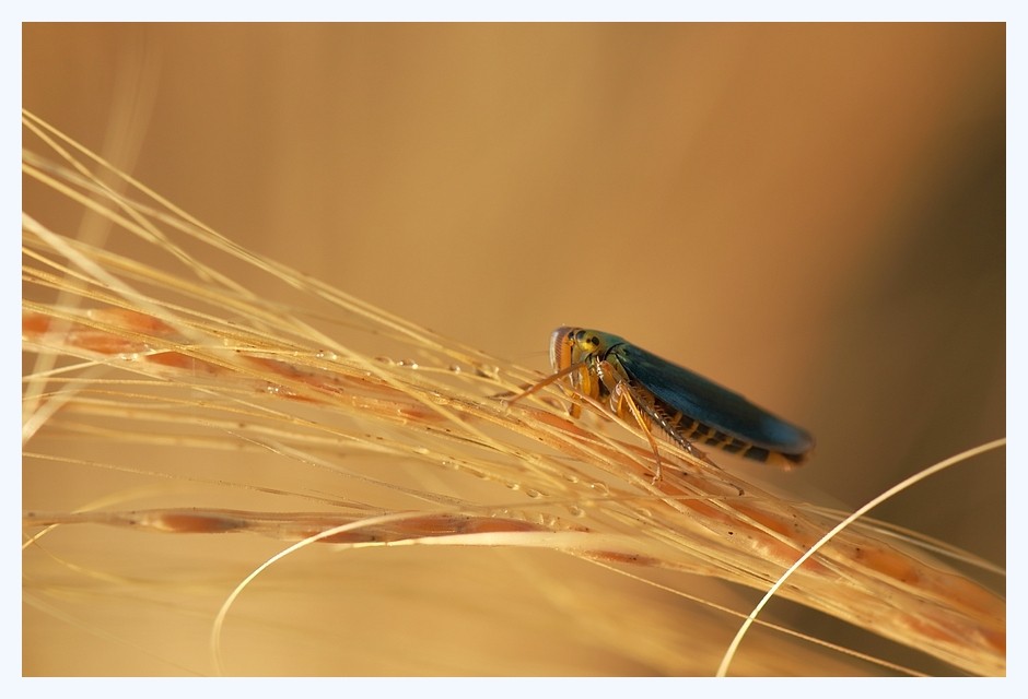 cicade10.jpg
