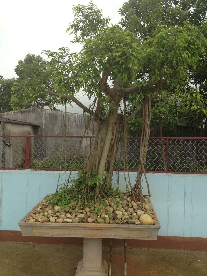  Vietnamese  style bonsai  ficus 