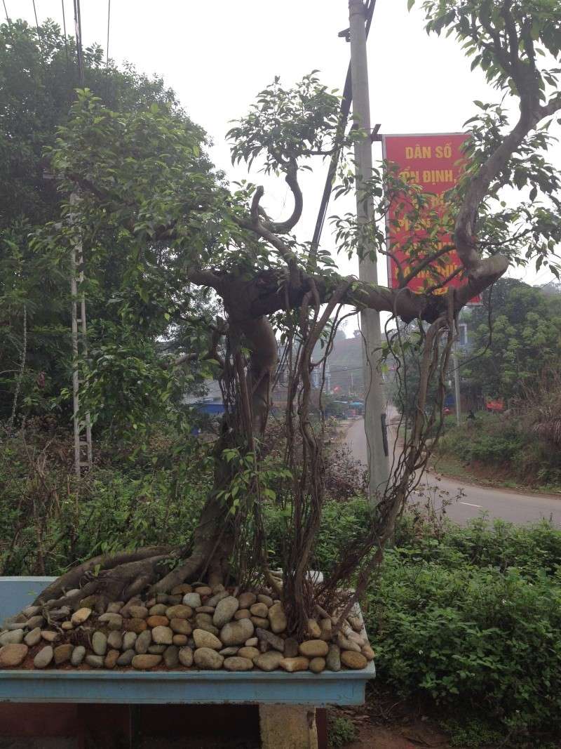  Vietnamese  style bonsai  ficus 